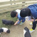 대관령 아기동물농장 이미지