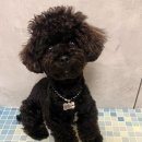 브라보 마이펫 이미지