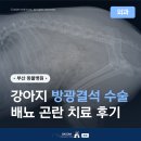 부산 동물병원 강아지 방광결석 수술 배뇨곤란 치료 후기