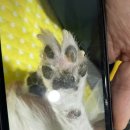 다나아 동물병원 이미지