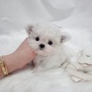 어벤져스켄넬 탑클래스펫 강아지분양 | 안산강아지분양 탑클래스펫 (시흥, 안양, 광명)