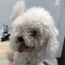 내일더예쁘개 이미지