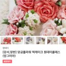 앙그미아 이미지