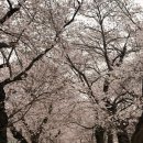 벚꽃 | 울산 작천정 벚꽃길 후기 (2026년 현재 개화 상태 직접 다녀옴)