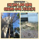 느티나무피시방 | 커다란나무벌목 아파트위험수목 가지치기제거
