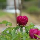 모란 마을회관 이미지