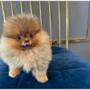 행복한 강아지 이미지