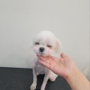 댕댕역 이미지