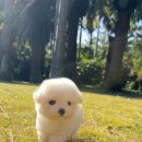 제주애견분양 Tinypets 미니비숑 &#39;마리&#39; 분양후기 (제주강아지분양)