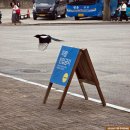 까치말진돗개농장 | 크리스마스 분위기 용인 한국민속촌