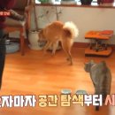 고빠루 이미지