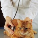 해동물병원 이미지