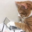 냥냥이네 이미지