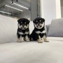 빼로독 강아지분양 의정부본점 이미지