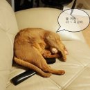 고샵