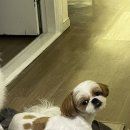 온레스트그루밍 이미지