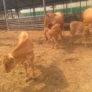 달맞이목장 이미지