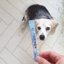 개좋아