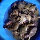 몽산포파인 | 몽산포펜션 파인앤애플에서 놀다왔어요.