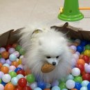 양평애견호텔 이미지