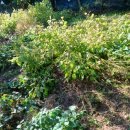 박종철농장 이미지