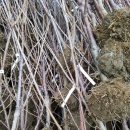 코르디아 이미지