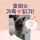 호비/여아/4개월 이미지
