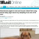 돼지엄마 이미지