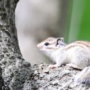 아기다람쥐 이미지