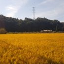 은행노모당 이미지