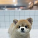 수진애견미용 이미지