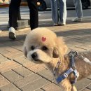 몽실하개 이미지