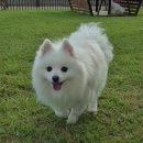 가온펫샵 | <구름이> 펫파크가 새로 생겼잖아?! 얼떨결에 신상 강아지운동장 후기 : 하남 스타필드 펫파크