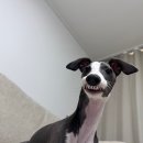까만콩쌀알 이미지