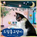 드럼통고양이 이미지