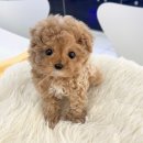 퓨어펫 강아지분양 고양이분양 울산점 | 울산에서 데려온 우리 강아지, 하루가 달라졌다