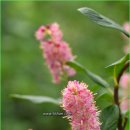 오리나무 이미지