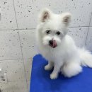 우리 애견 미용실 이미지