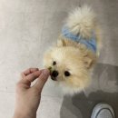 강아지맛집 | 공덕 대흥 강아지수제간식맛집 내돈내산 후기!