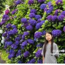 동광리-5 이미지