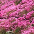 (축제) 4월 중순부터 5월 중순까지 전국 진분홍빛 진달래 축제 이미지