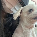 댕댕묭실 이미지