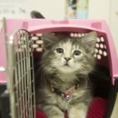 강아지 켄넬 이미지