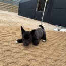 워킹애니멀스쿨 이미지