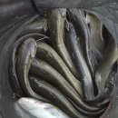 새봉낚시터 이미지