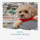 푸우와 함께한 4월의 일상글