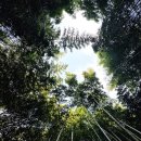 기역니은펜션 | 담양 죽녹원 힐링여행 자연과 함께한 담양 1박2일 여행코스 추천