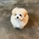 츄츄독