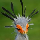 뱀잡이수리 (Secretary bird) 이미지