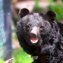 웅담2농장 이미지